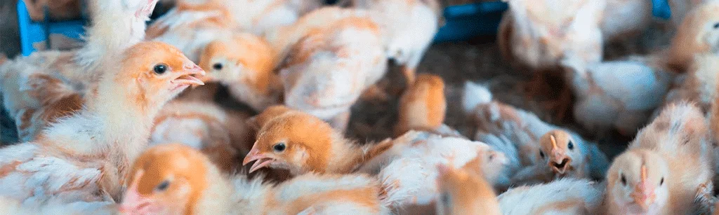 aviar patogenicone