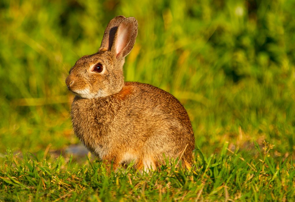 closeup-shot-european-rabbit-oryctolagus-cuniculus