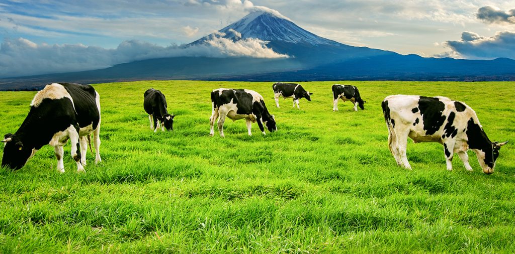 cows-eating-lush-grass-green-field-front-fuji-mountain-japan