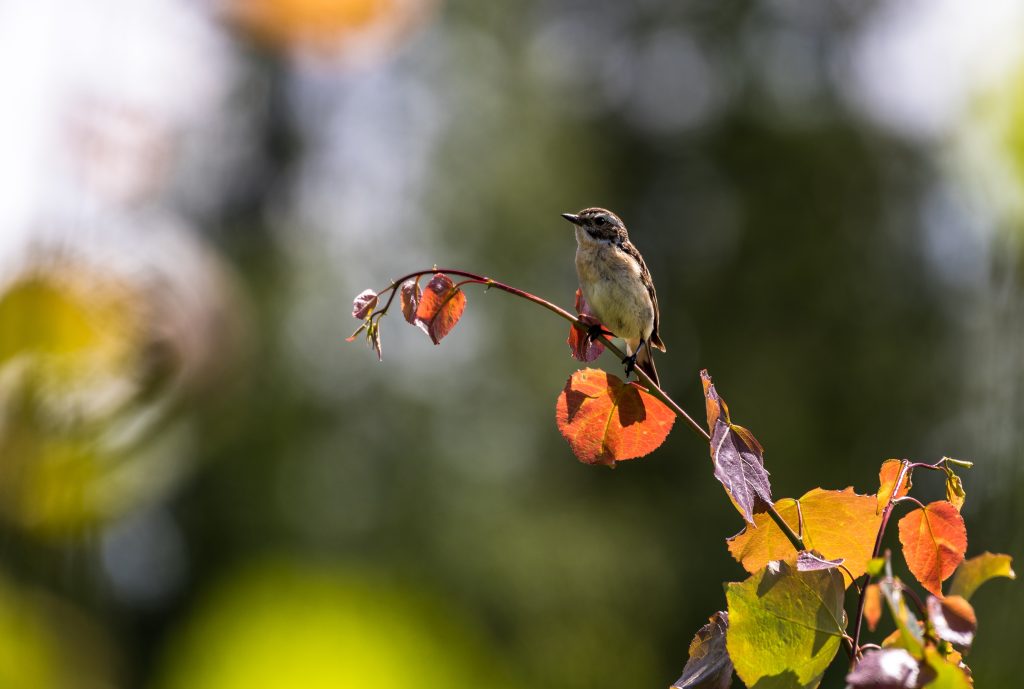 A closeup of a beautiful little bird on a tree branch under the sunlight