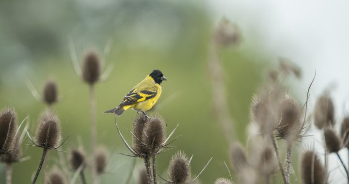 A closeup shot of a beautiful Magnolia warbler bird sitting on a scratchy plant on blurred background