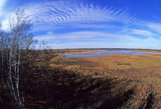 Panoramic view of marsh at Sandhill Wildlife Area. The 9,150-acre property was named for a series of gently rolling sandy ridges crisscrossing the area. It lies within the bed of ancient Glacial Lake Wisconsinan expansive region of flat, marshy land interspersed with flat, marshy land covering seven central Wisconsin counties.