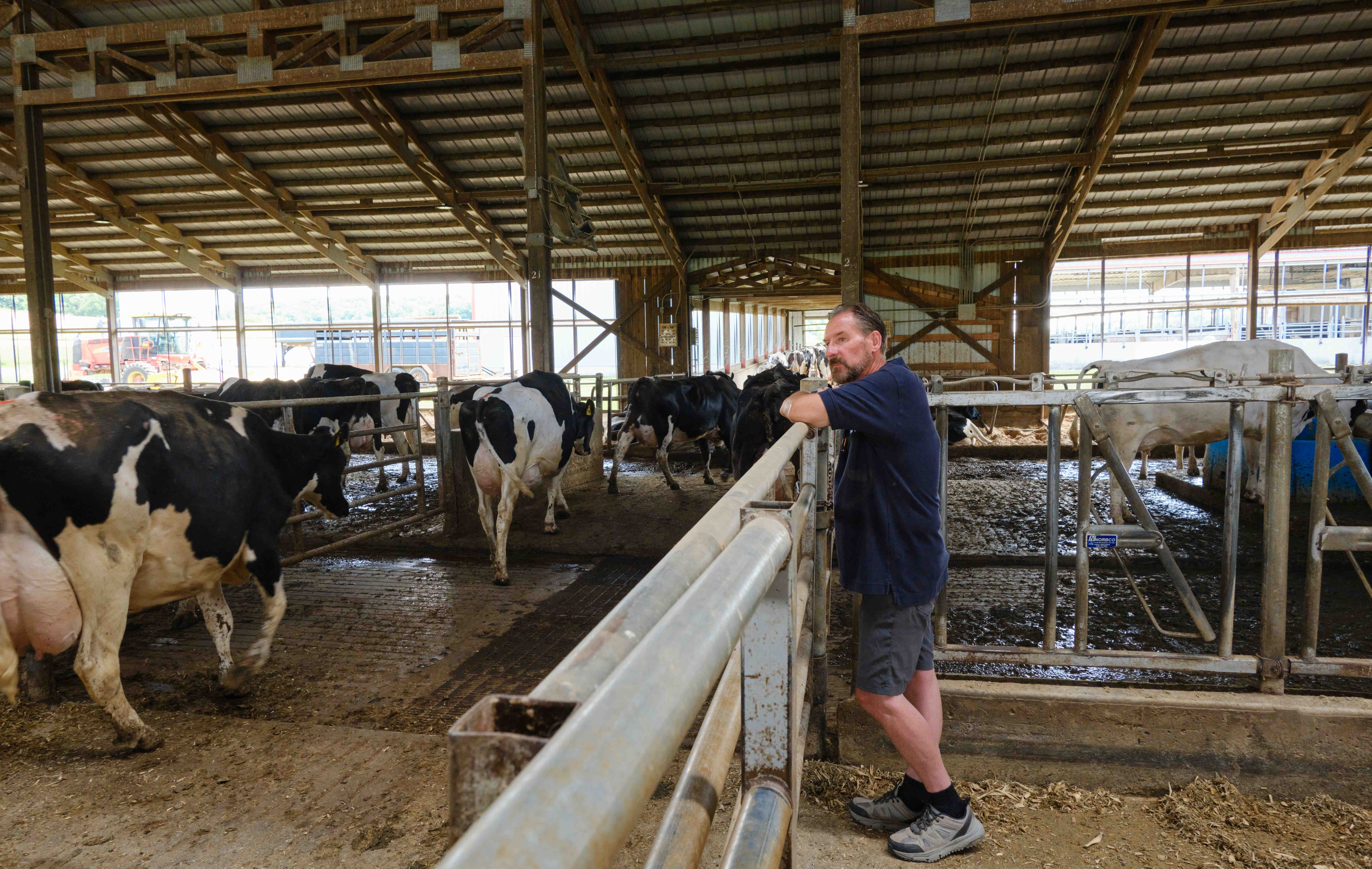 Randy Roecker observa mientras unos trabajadores llevan a sus vacas a la sala de ordeño. Credit:Caleb Santiago Alvarado para ProPublica