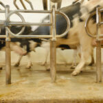 La industria lechera de Wisconsin depende de los indocumentados, pero el estado les prohíbe tener licencia