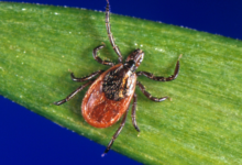 ARCHIVO – En esta imagen sin fecha, proporcionada por los Centros para el Control y la Prevención de Enfermedades (CDC, por sus siglas en inglés), se muestra una garrapata de patas negras, también conocida como garrapata del ciervo. (CDC vía AP, Archivo)