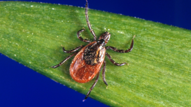 ARCHIVO – En esta imagen sin fecha, proporcionada por los Centros para el Control y la Prevención de Enfermedades (CDC, por sus siglas en inglés), se muestra una garrapata de patas negras, también conocida como garrapata del ciervo. (CDC vía AP, Archivo)